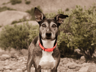 How to make a 10-second pet rescue clip inspire donations without staging the moment